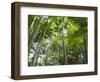 Queensland, Fraser Island, Tropical Palms in the Rainforest Area of Wanggoolba Creek, Australia-Andrew Watson-Framed Photographic Print