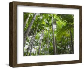 Queensland, Fraser Island, Tropical Palms in the Rainforest Area of Wanggoolba Creek, Australia-Andrew Watson-Framed Photographic Print