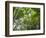 Queensland, Fraser Island, Tropical Palms in the Rainforest Area of Wanggoolba Creek, Australia-Andrew Watson-Framed Photographic Print