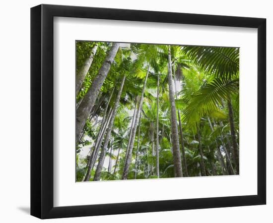 Queensland, Fraser Island, Tropical Palms in the Rainforest Area of Wanggoolba Creek, Australia-Andrew Watson-Framed Photographic Print