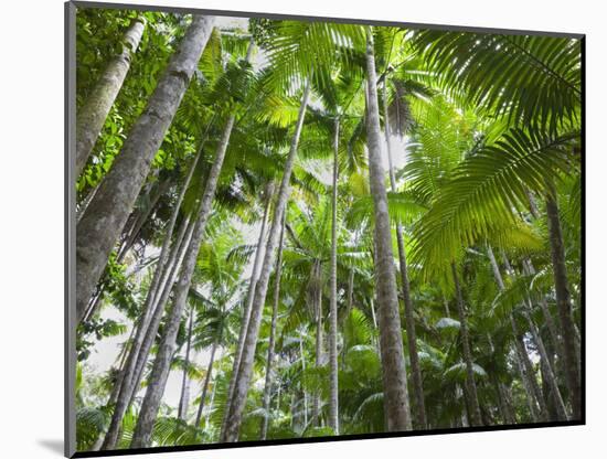 Queensland, Fraser Island, Tropical Palms in the Rainforest Area of Wanggoolba Creek, Australia-Andrew Watson-Mounted Photographic Print