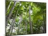 Queensland, Fraser Island, Tropical Palms in the Rainforest Area of Wanggoolba Creek, Australia-Andrew Watson-Mounted Photographic Print