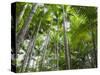 Queensland, Fraser Island, Tropical Palms in the Rainforest Area of Wanggoolba Creek, Australia-Andrew Watson-Stretched Canvas