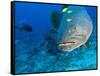 Queensland Grouper-Stuart Westmorland-Framed Stretched Canvas