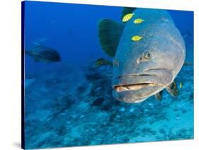 Queensland Grouper-Stuart Westmorland-Stretched Canvas