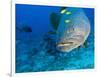 Queensland Grouper-Stuart Westmorland-Framed Photographic Print