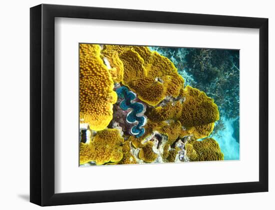 Queensland Ocean Corals-null-Framed Art Print