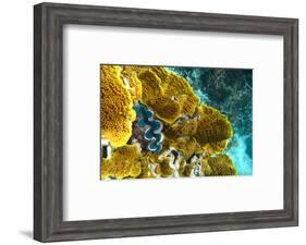 Queensland Ocean Corals-null-Framed Art Print