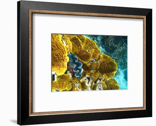 Queensland Ocean Corals-null-Framed Art Print