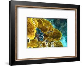 Queensland Ocean Corals-null-Framed Art Print