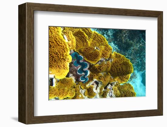 Queensland Ocean Corals-null-Framed Art Print