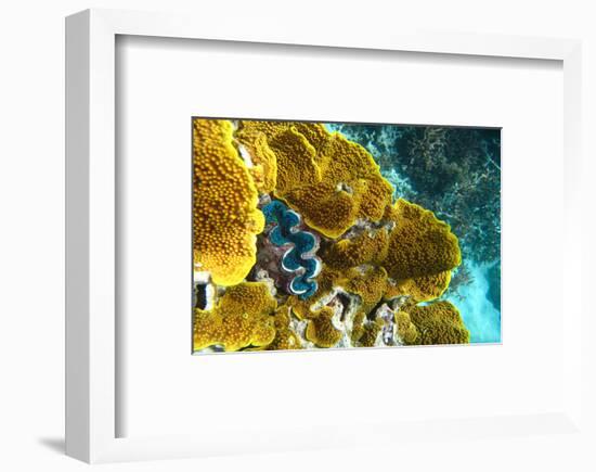 Queensland Ocean Corals-null-Framed Art Print