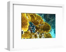 Queensland Ocean Corals-null-Framed Art Print