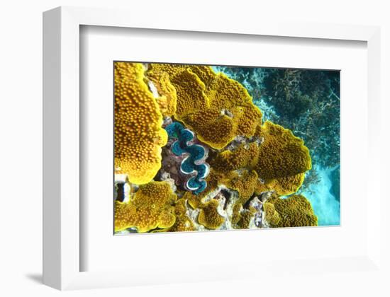 Queensland Ocean Corals-null-Framed Art Print