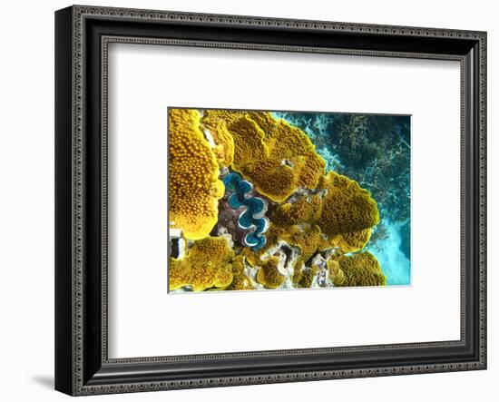 Queensland Ocean Corals-null-Framed Art Print