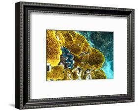 Queensland Ocean Corals-null-Framed Art Print