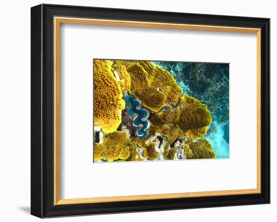 Queensland Ocean Corals-null-Framed Art Print