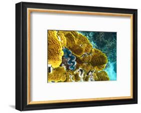 Queensland Ocean Corals-null-Framed Art Print