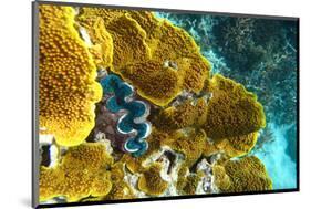 Queensland Ocean Corals-null-Mounted Art Print