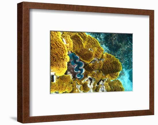 Queensland Ocean Corals-null-Framed Art Print