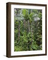 Queensland,, the Beautiful and Very Diverse Daintree Rainforest, North Queensland, Australia-Nigel Pavitt-Framed Photographic Print