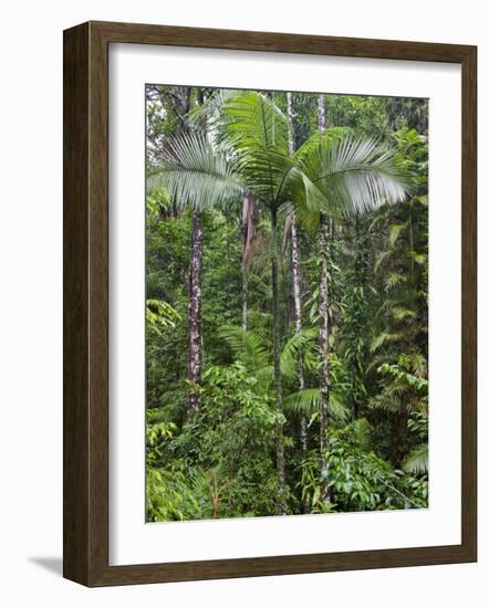 Queensland,, the Beautiful and Very Diverse Daintree Rainforest, North Queensland, Australia-Nigel Pavitt-Framed Photographic Print