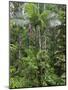 Queensland,, the Beautiful and Very Diverse Daintree Rainforest, North Queensland, Australia-Nigel Pavitt-Mounted Photographic Print