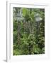 Queensland,, the Beautiful and Very Diverse Daintree Rainforest, North Queensland, Australia-Nigel Pavitt-Framed Photographic Print