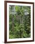 Queensland,, the Beautiful and Very Diverse Daintree Rainforest, North Queensland, Australia-Nigel Pavitt-Framed Photographic Print