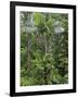 Queensland,, the Beautiful and Very Diverse Daintree Rainforest, North Queensland, Australia-Nigel Pavitt-Framed Photographic Print