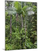 Queensland,, the Beautiful and Very Diverse Daintree Rainforest, North Queensland, Australia-Nigel Pavitt-Mounted Photographic Print