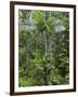 Queensland,, the Beautiful and Very Diverse Daintree Rainforest, North Queensland, Australia-Nigel Pavitt-Framed Photographic Print