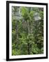 Queensland,, the Beautiful and Very Diverse Daintree Rainforest, North Queensland, Australia-Nigel Pavitt-Framed Photographic Print