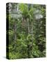 Queensland,, the Beautiful and Very Diverse Daintree Rainforest, North Queensland, Australia-Nigel Pavitt-Stretched Canvas