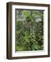 Queensland,, the Beautiful and Very Diverse Daintree Rainforest, North Queensland, Australia-Nigel Pavitt-Framed Photographic Print