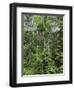 Queensland,, the Beautiful and Very Diverse Daintree Rainforest, North Queensland, Australia-Nigel Pavitt-Framed Photographic Print