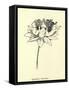 Queeriflora Babyoides-Edward Lear-Framed Stretched Canvas