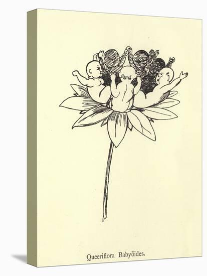 Queeriflora Babyoides-Edward Lear-Stretched Canvas