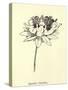 Queeriflora Babyoides-Edward Lear-Stretched Canvas