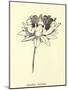 Queeriflora Babyoides-Edward Lear-Mounted Giclee Print