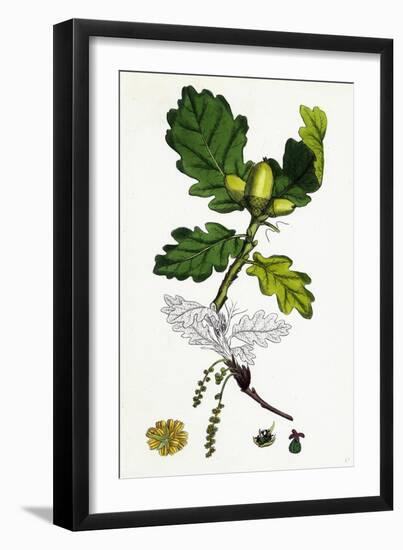 Quercus Sessiliflora Sessile-Fruited Oak-null-Framed Giclee Print