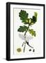 Quercus Sessiliflora Sessile-Fruited Oak-null-Framed Giclee Print