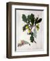 Quercus (W/C and Gouache over Pencil on Vellum)-Matilda Conyers-Framed Premium Giclee Print