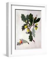Quercus (W/C and Gouache over Pencil on Vellum)-Matilda Conyers-Framed Premium Giclee Print