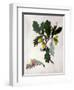 Quercus (W/C and Gouache over Pencil on Vellum)-Matilda Conyers-Framed Premium Giclee Print