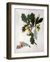 Quercus (W/C and Gouache over Pencil on Vellum)-Matilda Conyers-Framed Giclee Print