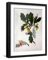 Quercus (W/C and Gouache over Pencil on Vellum)-Matilda Conyers-Framed Giclee Print