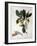 Quercus (W/C and Gouache over Pencil on Vellum)-Matilda Conyers-Framed Giclee Print