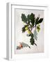 Quercus (W/C and Gouache over Pencil on Vellum)-Matilda Conyers-Framed Giclee Print