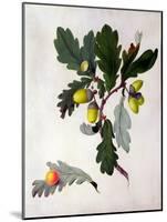 Quercus (W/C and Gouache over Pencil on Vellum)-Matilda Conyers-Mounted Giclee Print
